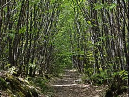 recherche taillis a acheter