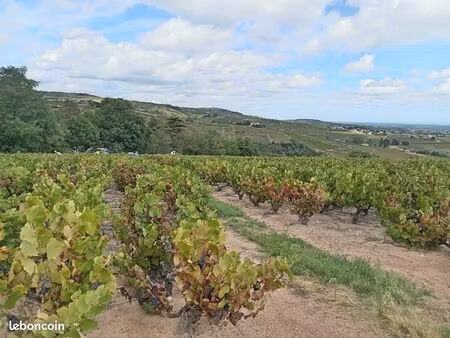 vignes aoc morgon