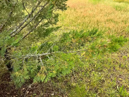 vente terrain 600 m² à mios (33380)  162 000 €