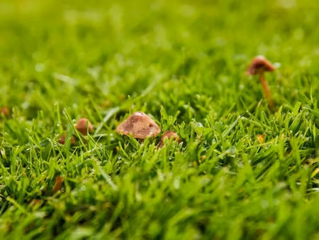 vente terrain 1000 m² à mios (33380)  249 000 €