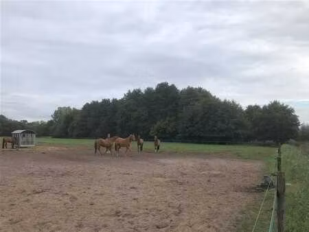 une parcelle de forêt d'épicéas à 9180 moerbeke-waas