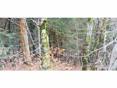 bois sur terrain forestier