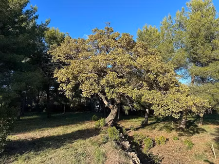 vente terrain à batir 502 m² à ollioules (83190)  255 000 €