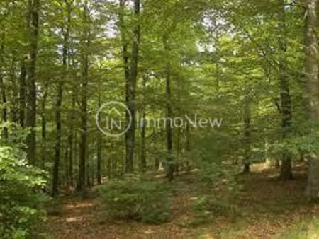 parcelle de bois 13020 m2 bordee d un petit ruisseau