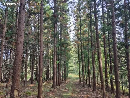 forêt de barcus - massif diversifié de 36 ha dans le piémont pyrénéen