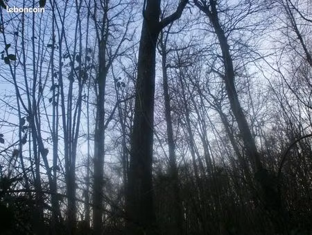 parcelle de forêt