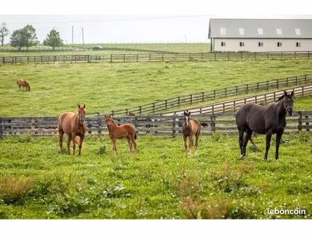 recherche herbage pour cheval