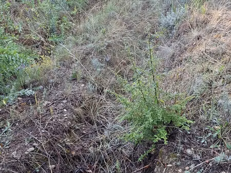 vente terrain 1031 m² colomars (06670)