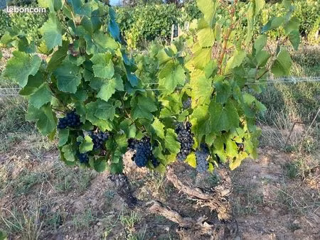 terrain agricole 8 867 m²