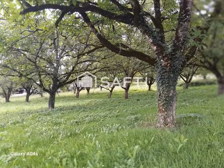 magnifique terrain agricole arboré de noyers