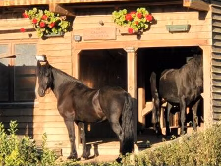 box chevaux à louer