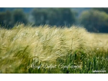 terrain 10 000 m² claira