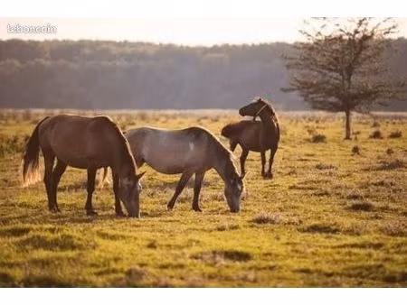 recherche près pour chevaux
