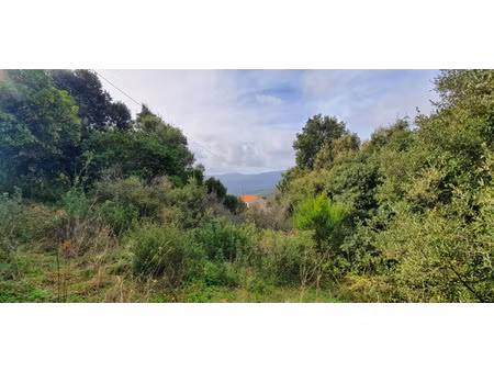 terrain à vendre petreto bicchisano 3000m2 163 000€