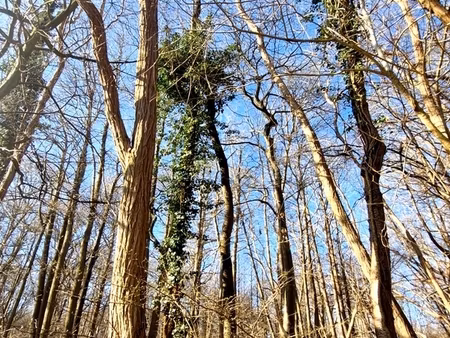 parcelle boisée de près de 2000m² à ronquerolles (95)