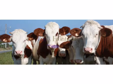 vente terrain 1650 m² à messery (74140)  470 000 €