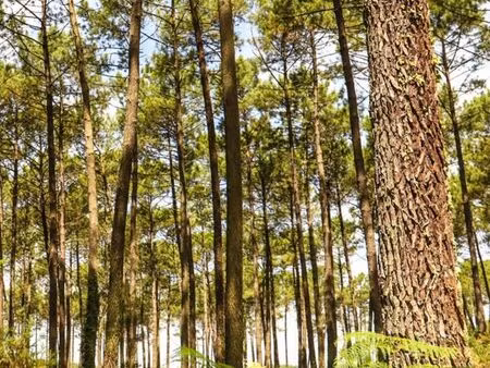 propriété forestière 35 hectares