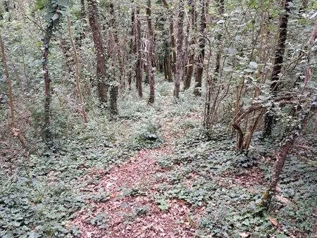 terrain boisé bord de rivière