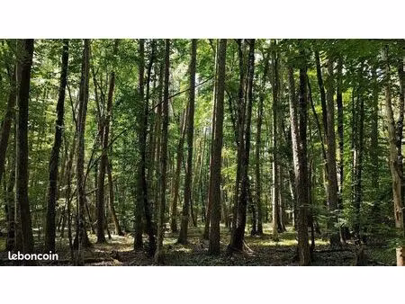 propriété forestière en bourgogne-37 hectares-côte-d'or (21)