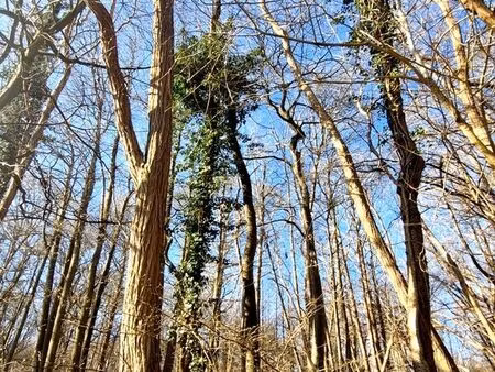 terrain 1 886 m² ronquerolles