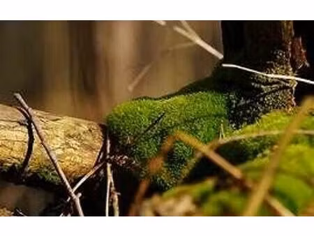 terrain recloses m² t- à vendre  10 000 €