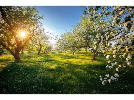 vente terrain 1300 m² à sainte-féréole (19270)  38 000 €