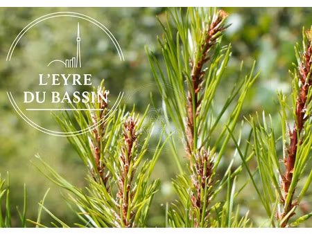 vente terrain 801 m² à mios (33380)  192 000 €