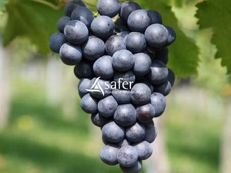 terrain 16555 m² villié-morgon