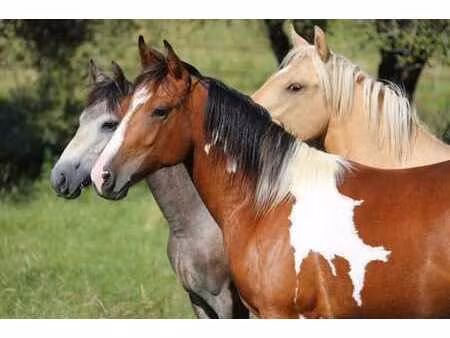 centre équestre avec villa  luxe et confort.