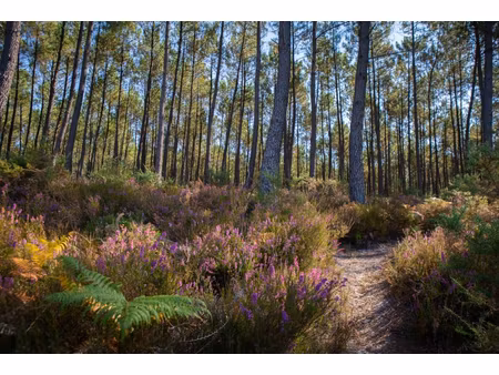 seignosse  magnifique terrain arboré  constructible avec piscine