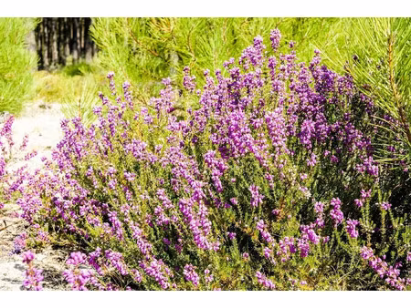 vente terrain 611 m² à morcenx (40110)  36 700 €