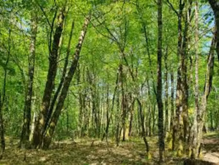 achat terrain 31 301m² verrieres en anjou 49480