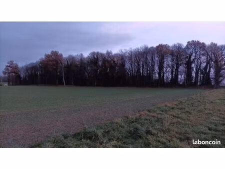 recherche bois  taillis