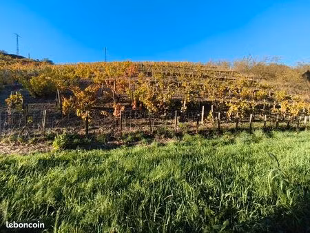 vignes écologiques depuis 2012