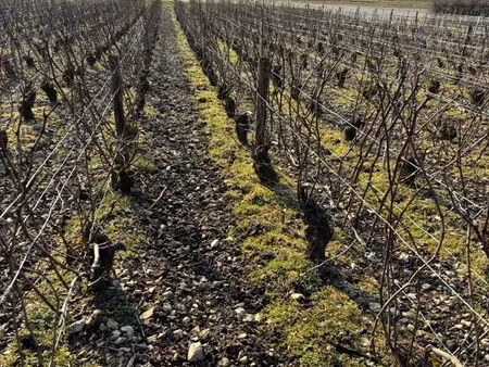 étudie opportunités viticoles aoc champagne