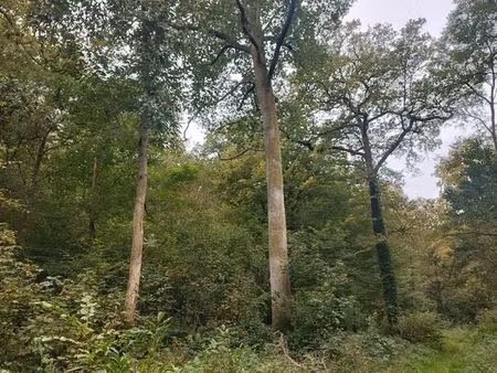 foret de 15 hectares