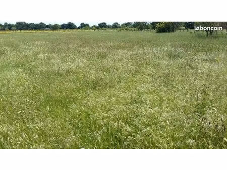 terrain pour chevaux