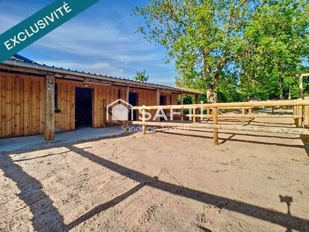 à l’écoute des chevaux  en pleine nature  découvrez le vrai plaisir de l’équitation