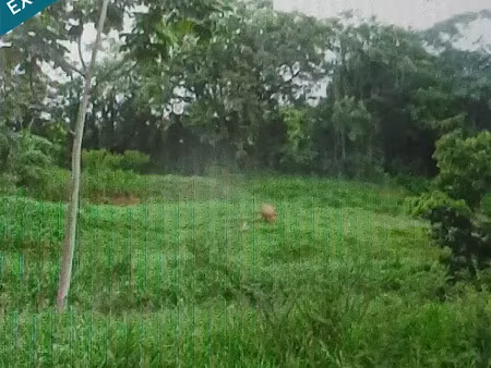 vente terrain 8000 m² à le lamentin (97232)  480 000 €