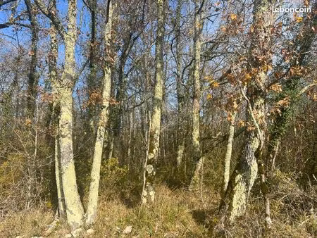 hectares de forêt à vendre