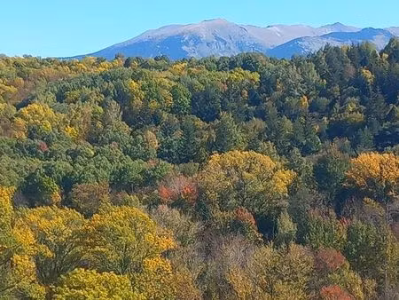 parcelles de forêt à taurinya