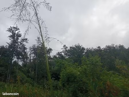 location terrain agricole – 4 hectares – grand-ilet (salazie)