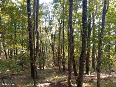 terrain de 8 3 hectares boisé