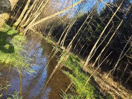 bertogne: foret de 2 hectares