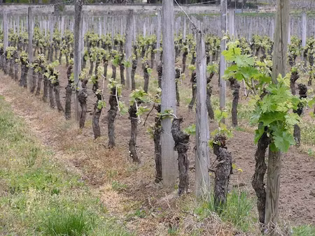 vente terrain 4650 m² à saint-emilion (33330)  150 000 €