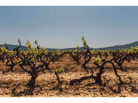 château viticole grand cru classé – domaine d’exception au cœur du bordelais