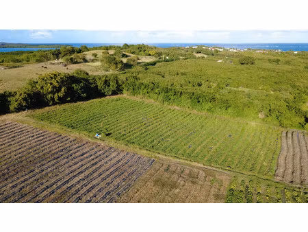 terrain constructible de 2 000 m² au vauclin (97280)