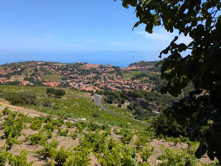 vigne a vendre a collioure  avec casot vue mer