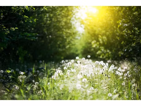 vente terrain 712 m² à sainte-foy (85150)  89 000 €