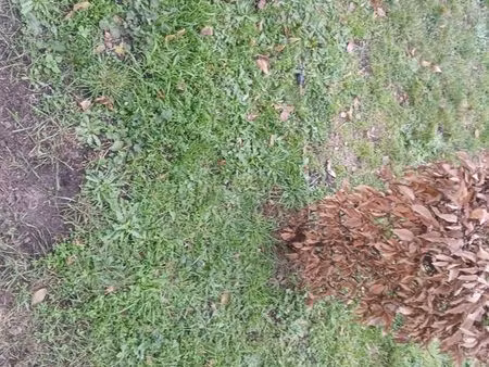 terrains boisés 9825 m2